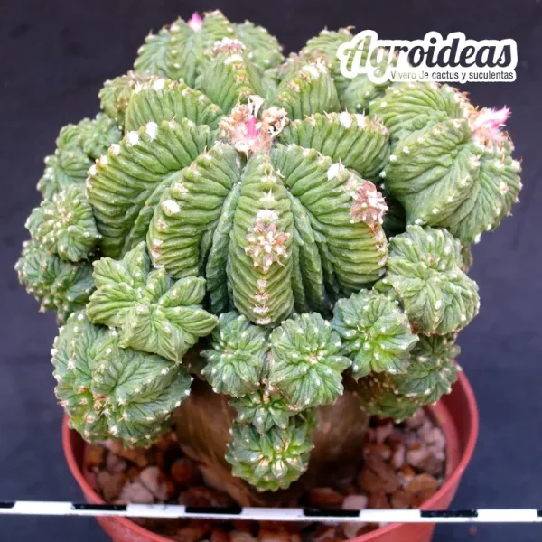 Aztekium ritteri “Gran ejemplar injertado”