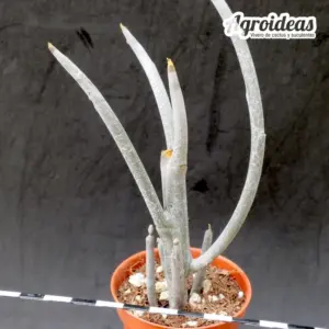 Euphorbia arbuscula var. montana "híbrida"