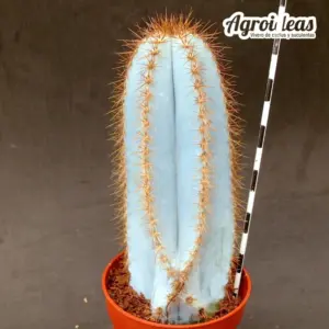 Pilosocereus magnificus "Super Blue"