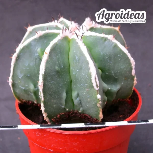 Astrophytum fukuryu & hakujo var. nudum - Imagen 2