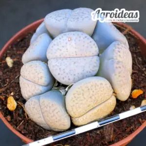 Lithops fulviceps v. lactinea (MØ-8,5cm)