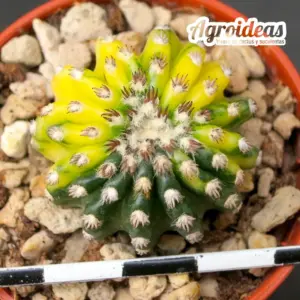 Discocactus horstii "variegata"