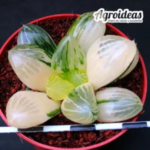 Haworthia "Red Flame" variegata