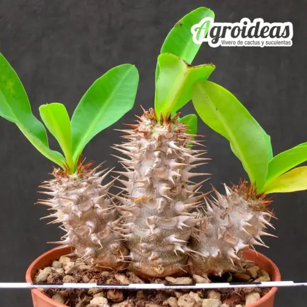 Euphorbia parvimedusae - Imagen 2