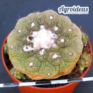 Copiapoa hypogaea "Lizard Skin" Ejemplar