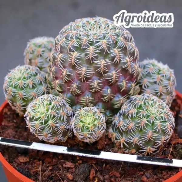 Sulcorebutia gemmae aff. 248 "Pampa Grande" - Imagen 2