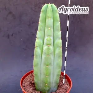 Trichocereus pachanoi "AKA: San Pedro"