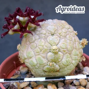 Pseudolithos migiurtinus