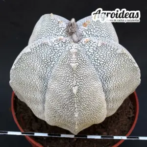 Astrophytum onzuka "Ejemplar" MØ-11cm
