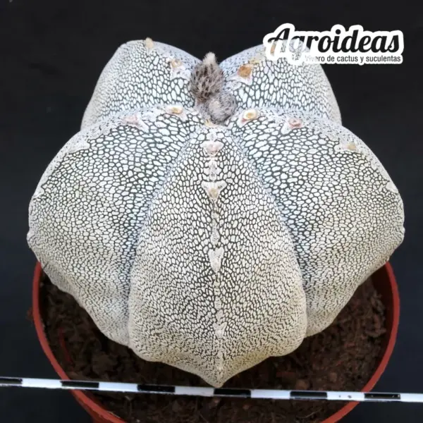 Astrophytum onzuka "Ejemplar" MØ-11cm