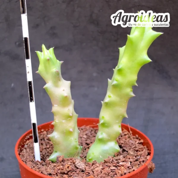Caralluma albocastanea - Imagen 2
