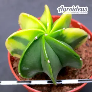Astrophytum multicostatum var. nudum "Variegata"