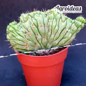 Eulychnia castanea "varispiralis cristata"
