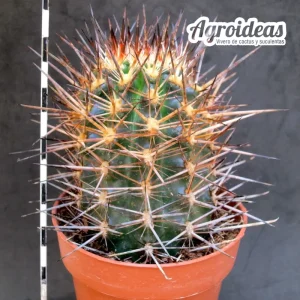 Echinocereus lindsayi «Ejemplar»