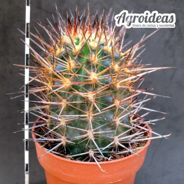 Austrocactus patagonicus "Ejemplar"