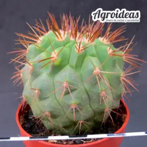Copiapoa haseltoniana