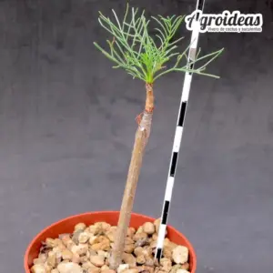 Commiphora kraeuseliana
