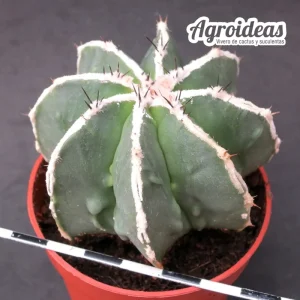 Astrophytum fukuryu & hakujo var. nudum