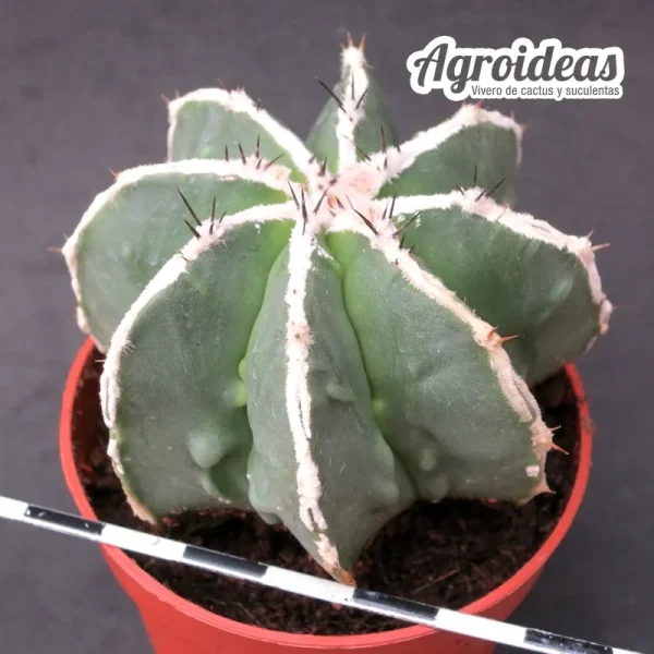 Astrophytum fukuryu & hakujo var. nudum