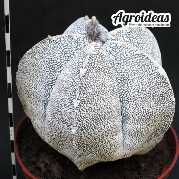 Astrophytum onzuka "Ejemplar" MØ-11cm - Imagen 2