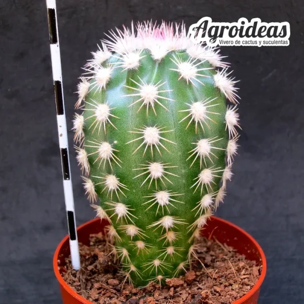 Echinocereus pectinatus - Imagen 2