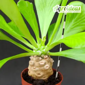 Euphorbia poissonii