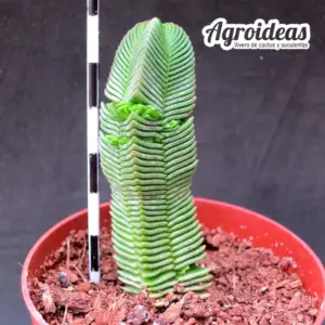Crassula quadrangularis "gruesa"