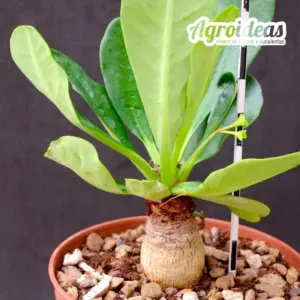 Euphorbia ramena