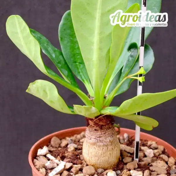 Euphorbia ramena