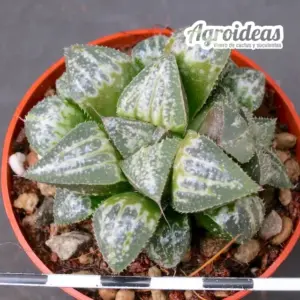 Haworthia cv. "Attila"