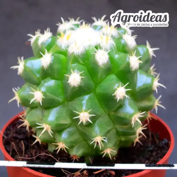 Echinocactus grusonii var. curvispinus "intermedius"
