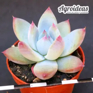 Echeveria colorata "Mexican Giant"