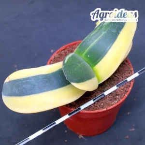 Gasteria híbrida "variegata"