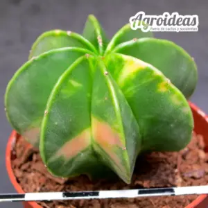 Astrophytum multicostatum var. nudum "Variegata"