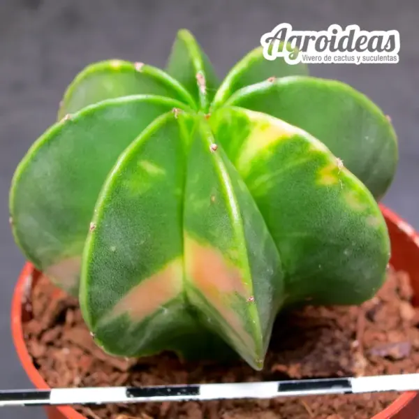 Astrophytum multicostatum var. nudum "Variegata"