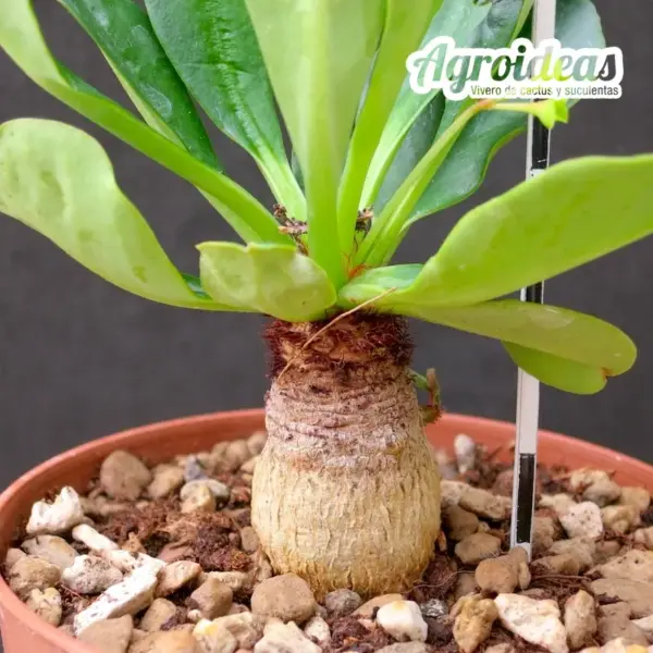 Euphorbia ramena - Imagen 2