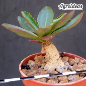 Euphorbia subapoda primulifolia var. begardii