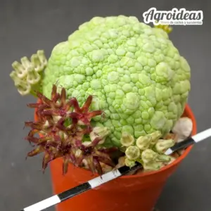Pseudolithos migiurtinus "Toad Skin" selección