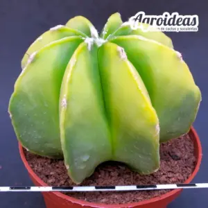 Astrophytum nudum multicostatum "selección"