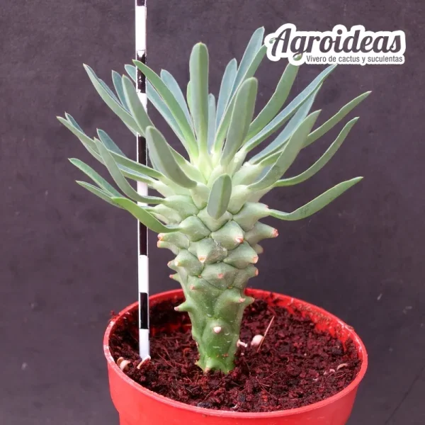 Euphorbia clandestina "Le Petit Karoo" - Imagen 2