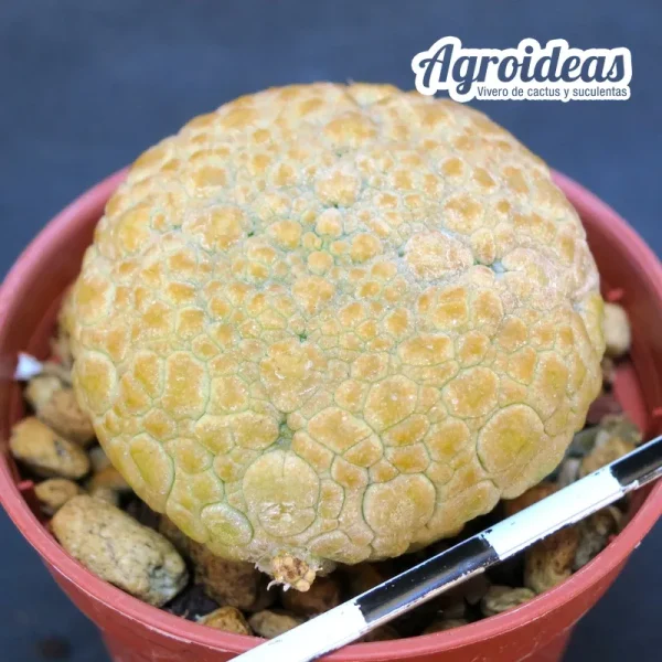 Pseudolithos migiurtinus - Imagen 2