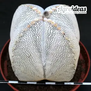 Astrophytum onzuka var. quadricostatum "Ejemplar" MØ-11cm