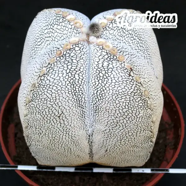 Astrophytum onzuka var. quadricostatum "Ejemplar" MØ-11cm