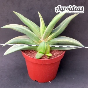 Gasteria híbrida "variegata" Gran Ejemplar