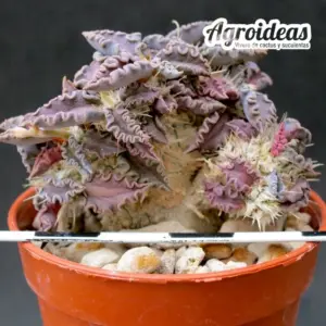 Euphorbia tulearensis