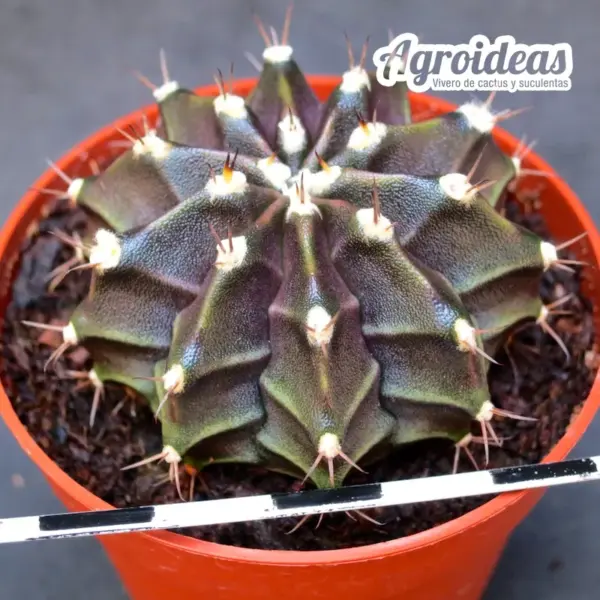 Gymnocalycium mihanowichii