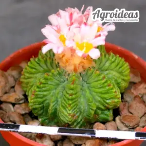 Aztekium ritteri "Ejemplar 15 años"