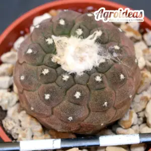 Copiapoa hypogaea