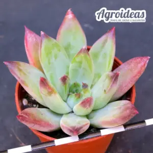 Echeveria Colorata "Brandtii"
