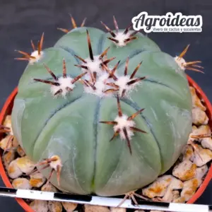 Echinocactus horizonthalonius, Saltillo